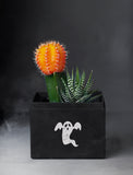 Succulents in gift box. - Image 