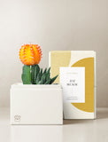 Succulents in gift box. - Image 