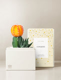 Succulents in gift box. - Image 