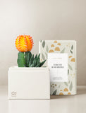 Succulents in gift box. - Image 
