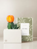 Succulents in gift box. - Image 