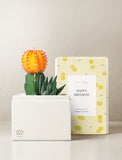 Succulents in gift box. - Image 