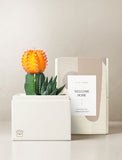 Succulents in gift box. - Image 