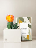 Succulents in gift box. - Image 
