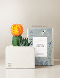 Succulents in gift box. - Image 