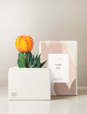 Succulents in gift box. - Image 