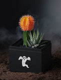 Succulents in gift box. - Image 
