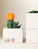 Succulents in gift box. - Image 