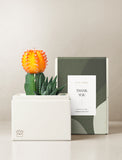Succulents in gift box. - Image 