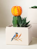 Succulents in gift box. - Image 