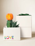 Succulents in gift box. - Image 