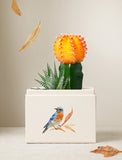 Succulents in gift box. - Image 