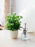 Plant mister and plant on table. - Image 