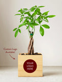 Plant in gift box. - Image 