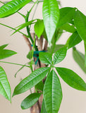 Close up of plant. - Image 