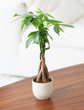 Thank You Money Tree Plant - Image 