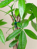 Close up of plant. - Image 