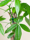 Thank You Money Tree Plant - Image 