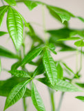 Close up of plant. - Image 