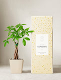 Plant in planter next to a gift box. - Image 