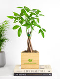Plant in gift box. - Image 