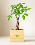 Plant in gift box. - Image 