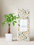 Plant in planter next to a gift box. - Image 