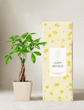 Plant in planter next to a gift box. - Image 