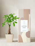 Plant in planter next to a gift box. - Image 