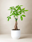 Thank You Money Tree Plant - Image 