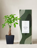 Plant in planter next to a gift box. - Image 