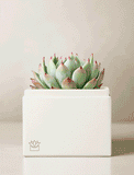 Succulents in gift box. - Image 