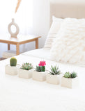 Succulents in gift box. - Image 