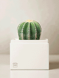 Succulents in gift box. - Image 