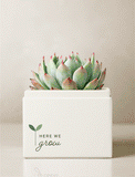 Succulent with pink-tipped leaves in a white square planter featuring the text Here We Grow and a small green sprout icon. - Image 