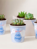 Succulents in mini cups with an occasion. - Image 