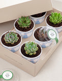 Succulents in mini cups with an occasion. - Image 