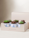 Succulents in mini cups with an occasion. - Image 