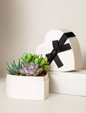 Succulents in gift box. - Image 