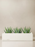 Succulents in gift box. - Image 