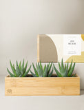 Succulents in gift box. - Image 