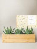 Succulents in gift box. - Image 