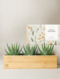 Succulents in gift box. - Image 