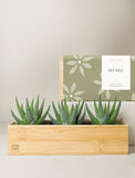 Succulents in gift box. - Image 