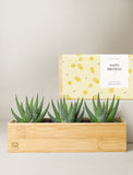 Succulents in gift box. - Image 