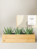 Succulents in gift box. - Image 