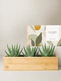 Succulents in gift box. - Image 