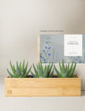 Succulents in gift box. - Image 