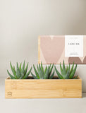Succulents in gift box. - Image 