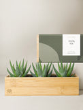 Succulents in gift box. - Image 